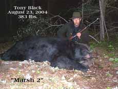 Tony Black, 08/23/04, 383 lb. bear (click to enlarge)
